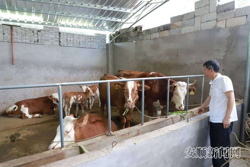 安顺上半年肉牛出栏量全省第一 牵好“牛鼻子” 走出“牛路子”